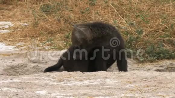 在安博塞利国家公园关起一只小鬣狗来视频的预览图