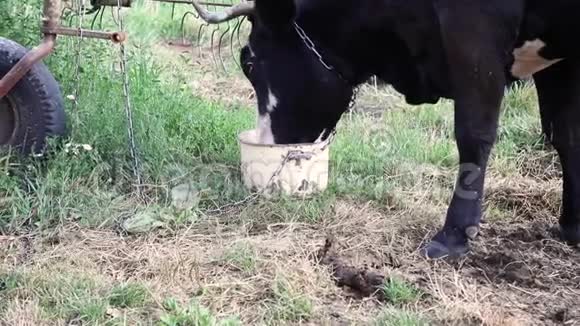 被困在链子上的黑小牛吃来自罐子的特殊饲料从侧面看视频的预览图