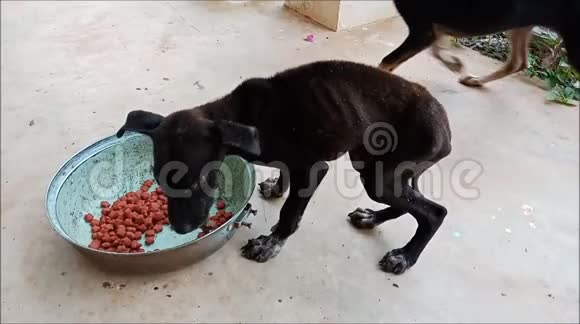 缓慢移动瘦小的黑小狗与舌伤吃宠物颗粒视频的预览图