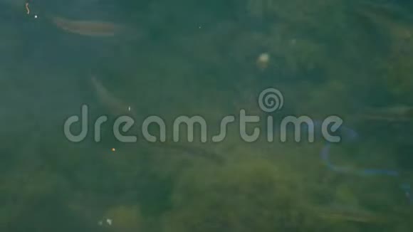 浑浊海水中的小鱼视频的预览图