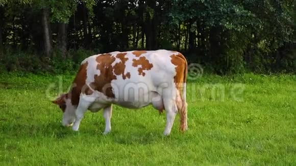 红斑的白牛在绿色的牧场上吃草视频的预览图
