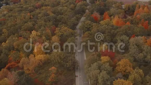 空中建立一条被坠落森林包围的道路的镜头视频的预览图
