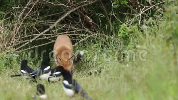 一只红狐狸幼崽Vulpes外阴正在其巢穴的入口处觅食视频的预览图