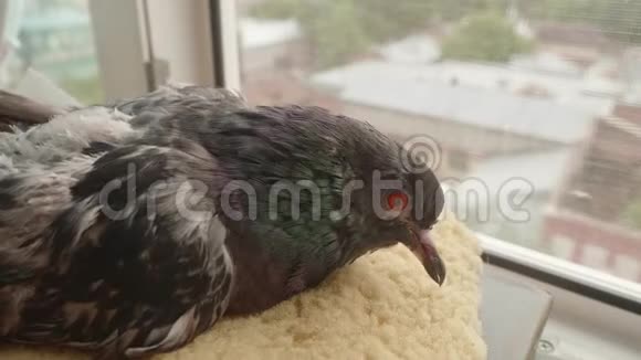 病鸽坐在枕头上用蚊帐从窗口看城市生活视频的预览图