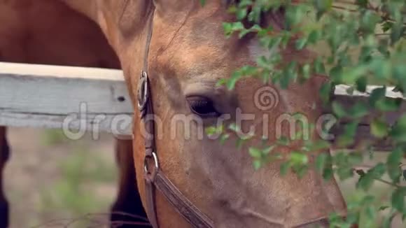 一匹棕色的马在围场围栏上伸展视频的预览图