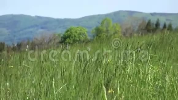 捷克贝斯基迪的自然风光林山和田视频的预览图