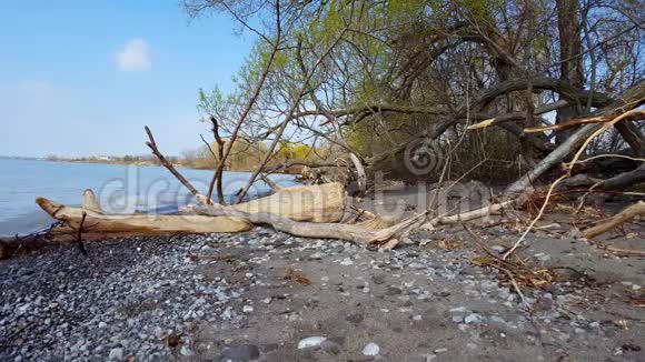 海滩景观与松散的漂流木冲上岸在夏天风景优美的海岸视频的预览图