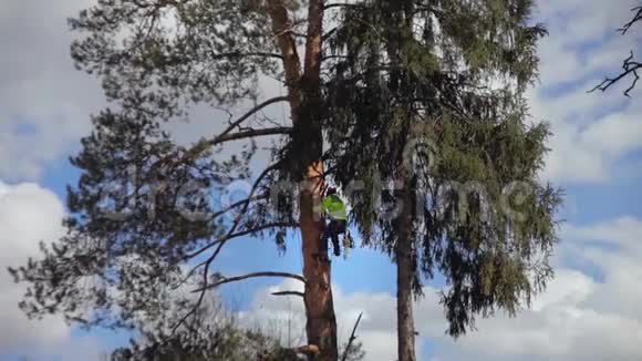 攀爬者爬上一棵树视频的预览图