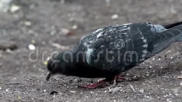 鸽子近距离吃种子视频的预览图