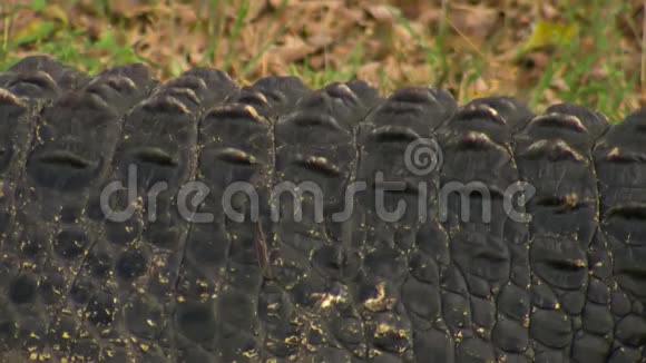 鳄鱼背上的脊鳞视频的预览图