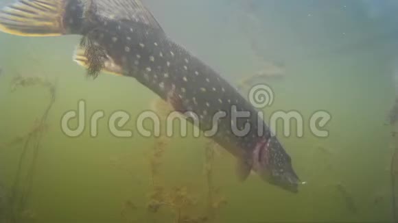 水下射击大梭子鱼试图从鱼钩上跳下来在人造诱饵上旋转钓鱼视频的预览图