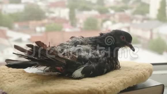 病鸽坐在枕头上用蚊帐从窗口看城市生活视频的预览图