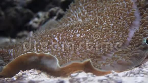 水下海洋植物和生物丰富多彩的水生世界珊瑚礁水下物种多样性视频的预览图