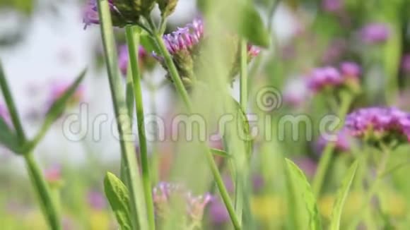 紫色马鞭草花在早晨视频的预览图