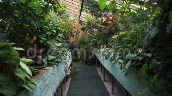 温室里的园丁照顾植物视频的预览图