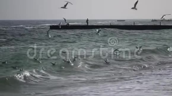 海鸥在海面上翱翔海景视频的预览图