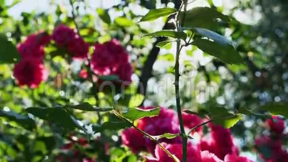 在阳光明媚的日子里红玫瑰视频的预览图