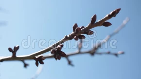 在蓝天上的树枝上跳动樱桃树视频的预览图