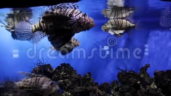 海洋生物的水下世界海洋馆周围有各种外来的海洋居民鱼类视频的预览图