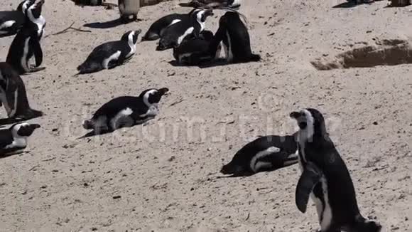 企鹅在南非海滩的殖民地视频的预览图