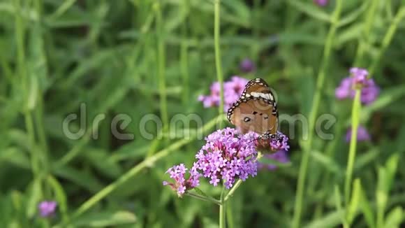 蝴蝶从紫色马鞭草花中吸吮花蜜视频的预览图