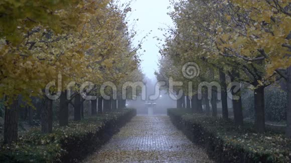 初冬时沿着小路上的一棵棵大银杏树视频的预览图