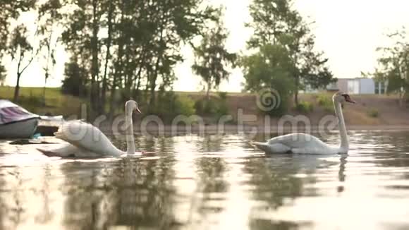 早晨两只浪漫的白天鹅在靠近海岸的湖上游泳视频的预览图