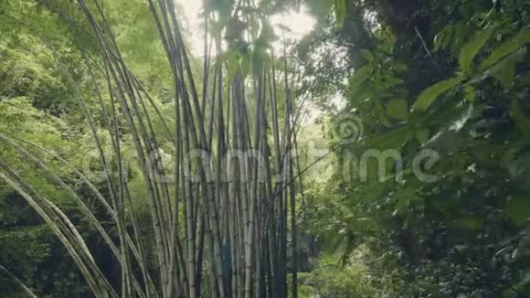 热带雨林中的竹树背景是绿色的热带植物丛林森林中的野竹灌丛热带森林视频的预览图