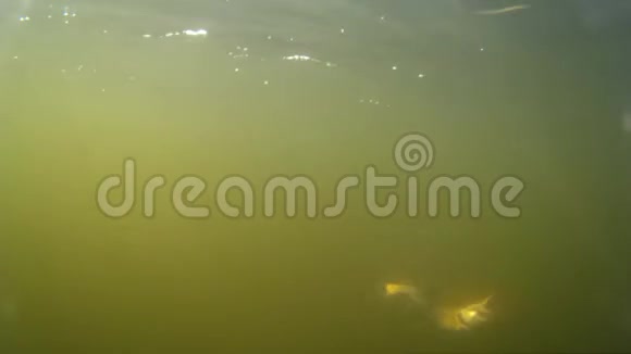 水下射击大梭子鱼试图从鱼钩上跳下来在人造诱饵上旋转钓鱼视频的预览图