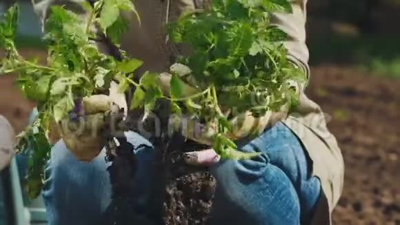 一位农民在地里种植之前先检查西红柿苗视频的预览图