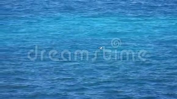 白海鸟飞越海面视频的预览图