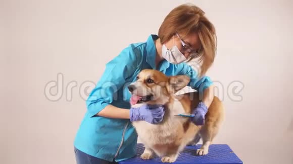 在医院里照顾一只宠物的可爱女孩视频的预览图