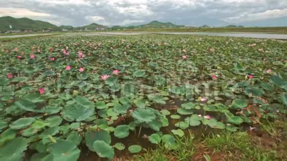 越南粉红大湖景视频的预览图
