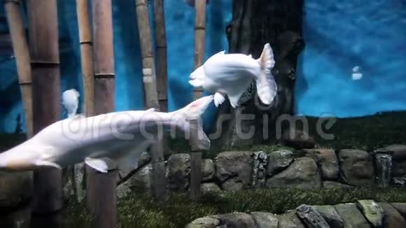潜水潜水在水下用水和水拍摄奇异的白鱼视频的预览图