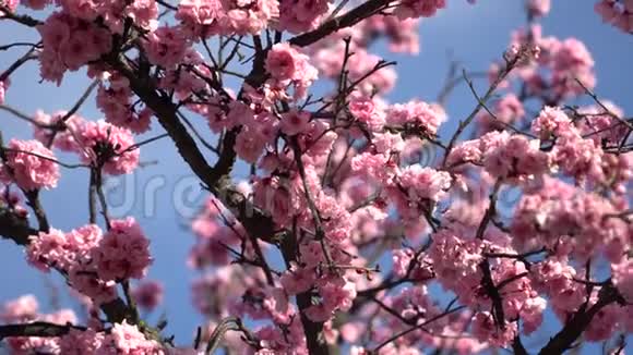 大黄蜂在一棵盛开的樱桃树的树枝间飞舞视频的预览图