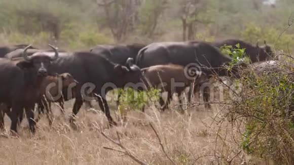 干旱季节非洲水牛在尘土飞扬的草原上行走视频的预览图