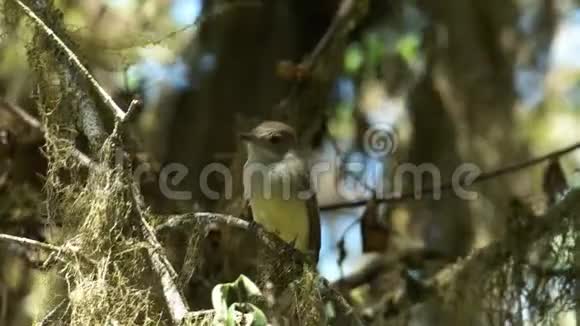 加拉帕戈斯群岛圣克鲁斯岛上的加拉帕戈斯捕蝇器视频的预览图