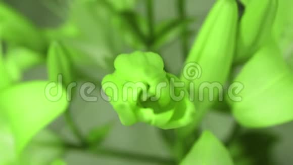 百合花开放它的花朵颜色从绿色变成蓝色时间流逝动画视频的预览图