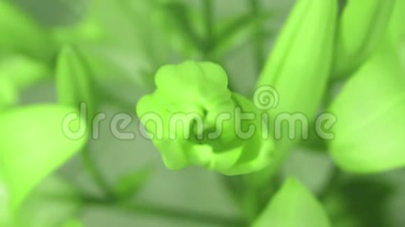 百合花开放它的花朵颜色从绿色变成蓝色时间流逝动画视频的预览图