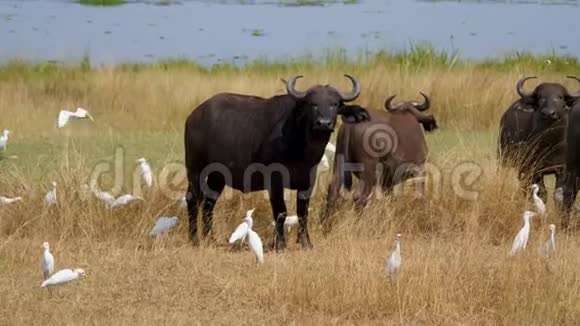 公牛水牛在非洲大草原上看着摄像机视频的预览图