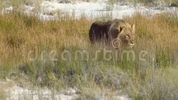 雄狮走着跳着盐锅埃塔纳米巴非洲视频的预览图