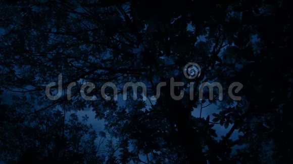 树顶在夜晚的风中摇曳视频的预览图