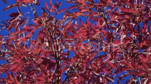 动人的红色秋叶视频的预览图