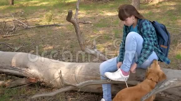 女旅行者带着背包和狗在森林里散步徒步旅行者女孩在运动鞋上系鞋带在旅途中这就是视频的预览图