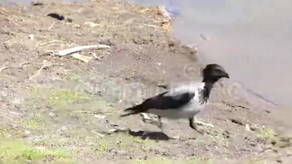 乌鸦在河上散步视频的预览图