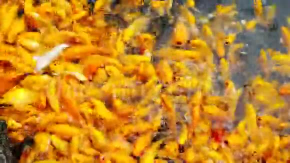 小孩喂拥挤的金鲤鱼视频的预览图