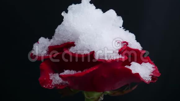 雪融化在一朵红玫瑰上黑色背景录像片段编辑的序列全高清时间间隔视频的预览图