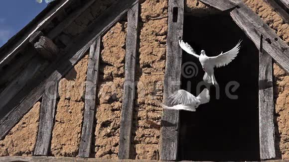白鸽和鸽子从谷仓起飞视频的预览图