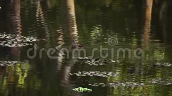 鸭子在池塘游泳视频的预览图