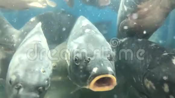活的淡水鱼会移动它的嘴有鳞片的鲤鱼在一个大水族馆里游泳鱼头在水里特写概念好视频的预览图